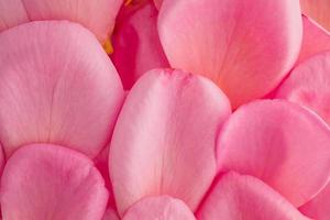 beautiful pink rose petals for Valentines day background top view photo