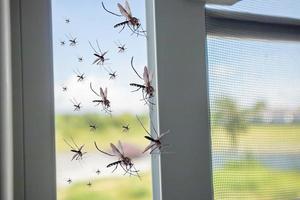 muchos mosquitos volando a la casa mientras se abría la red de insectos foto