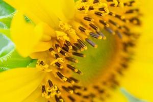 Beautiful sunflower closeup in the garden photo