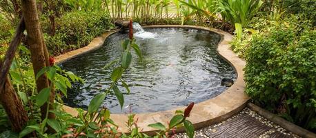 colorful fancy carps koi fish in garden pond photo