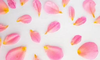 beautiful pink rose petals on white background top view photo