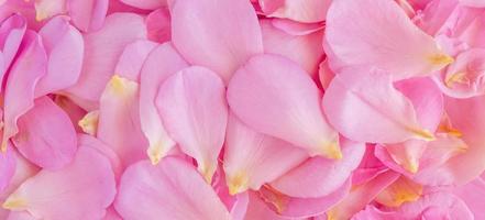 beautiful pink rose petals for Valentines day background top view photo