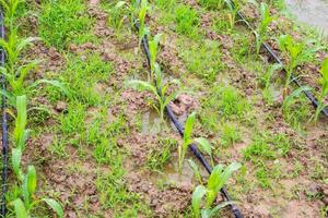 corn field with water irrigation system in organic garden photo