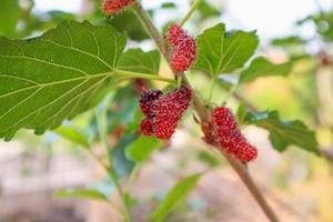 frutas frescas de morera roja en la rama de un árbol foto