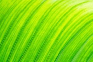 fresh green leaf texture natural abstract background close up with copy space photo