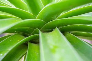 Stagnant water in green Dracaena loureiri leaf photo