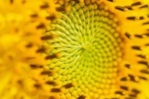 Beautiful sunflower closeup in the garden photo