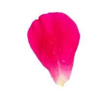 Red rose petals isolated on white background with clipping path photo