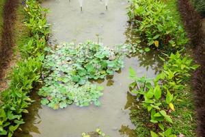 water lily or lotus flower in the garden pond photo