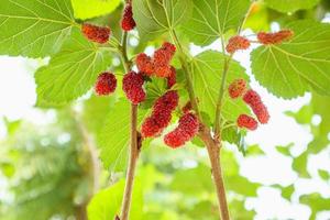 frutas frescas de morera roja en la rama de un árbol foto