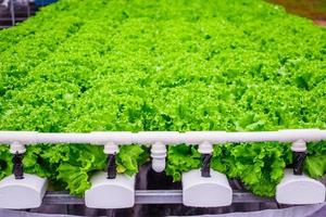 planta de ensalada de lechuga de hojas verdes orgánicas frescas en sistema de granja de vegetales hidropónicos foto