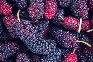 fresh mulberry closeup background photo