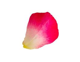 rose petals isolated on white background with clipping path photo