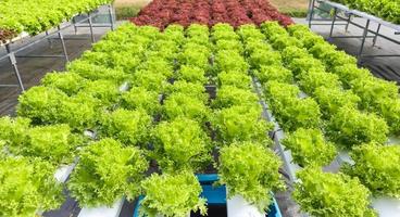 planta de ensalada de lechuga de hojas verdes orgánicas frescas en sistema de granja de vegetales hidropónicos foto