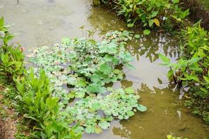 lirio de agua o flor de loto en el estanque del jardín foto