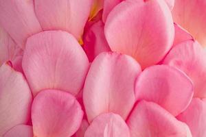 beautiful pink rose petals for Valentines day background top view photo