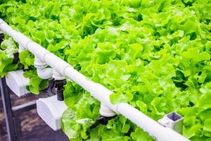 planta de ensalada de lechuga de hojas verdes orgánicas frescas en sistema de granja de vegetales hidropónicos foto