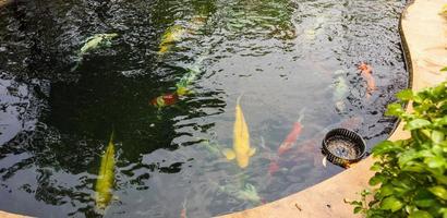 Carpas de fantasía coloridas peces koi en estanque de jardín foto