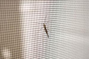 pantalla de alambre de mosquitera en la protección de la ventana de la casa contra insectos foto