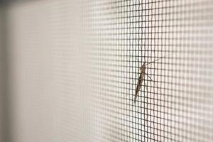 pantalla de alambre de mosquitera en la protección de la ventana de la casa contra insectos foto