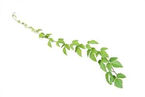 Ivy vine plant, wild climbing on white background, clipping path. photo