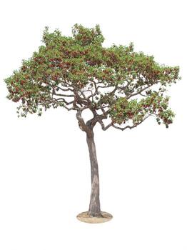 Flower red in Tree Isolated on white background, Object element for design. Clipping path photo