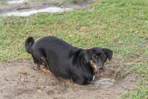 perro jugando en el barro foto