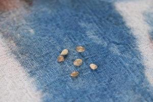 Cannabis sativa seeds are on blue cotton cloth. photo