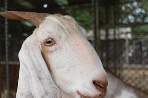 Close up face of white goat and turn away head. photo