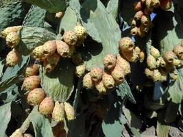 Prickly pears in the prickly pear photo