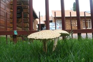 Mushrooms in grass photo