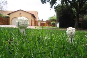 Mushrooms in grass photo