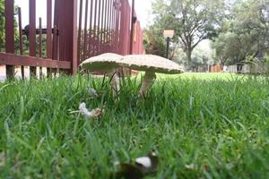 Mushrooms in grass photo