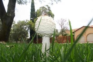 Mushrooms in grass photo