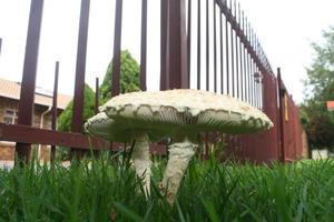 Mushrooms in grass photo