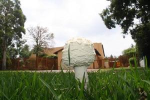 Mushrooms in grass photo