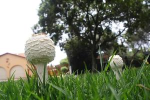 Mushrooms in grass photo