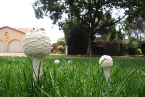 Mushrooms in grass photo