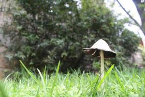 Mushrooms in grass photo