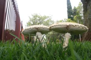 Mushrooms in grass photo