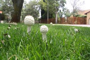 Mushrooms in grass photo