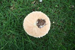 Mushrooms in grass photo