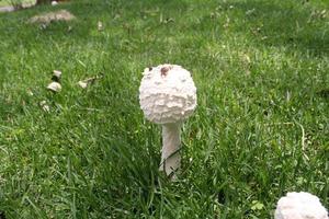 Mushrooms in grass photo