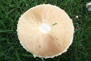 Mushrooms in grass photo