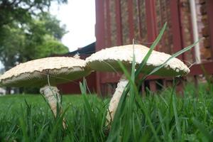 Mushrooms in grass photo