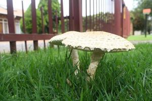 Mushrooms in grass photo