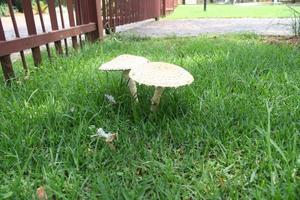 Mushrooms in grass photo