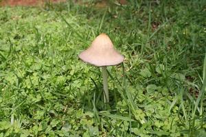 Mushrooms in grass photo