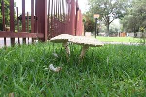 Mushrooms in grass photo