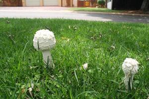 Mushrooms in grass photo